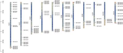 Genome-wide identification of the NAC family in Hemerocallis citrina and functional analysis of HcNAC35 in response to abiotic stress in watermelon